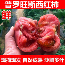 山东普罗旺斯水果当季沙瓤西红柿自然熟新鲜生吃番茄蔬菜3-5斤装