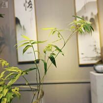 观音竹苔藓盆栽水培n生态鱼缸办公室桌面摆件可养鱼米竹盆景好养