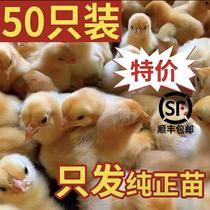【顺丰包邮】小鸡苗产蛋鸡五黑鸡青脚麻鸡土鸡三黄鸡九斤红芦花鸡