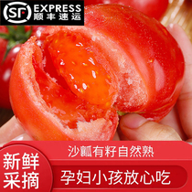 普罗旺斯西红柿沙瓤海阳孕妇生吃自然熟农家现摘山东新鲜番茄