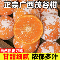 正宗广西茂谷柑特大果当季新鲜水果橘子柑橘脏脏桔石灰柑整箱直发