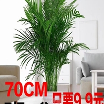净化椰大型加湿器椰子树富贵室内空气客厅袖珍散尾葵绿植盆栽天然