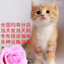 土猫中华田园猫橘猫黑猫白猫奶牛猫可爱捕鼠猫家养便宜三花猫活物