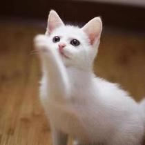中华田园猫小猫三花猫狸花猫狸白猫白猫黑猫便宜可爱宠物猫家养猫