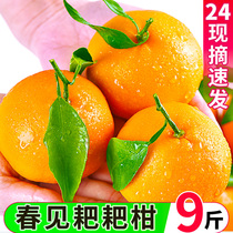 四川特级春见耙耙柑粑粑柑10斤橘子甜当季整箱新鲜水果丑柑桔包邮