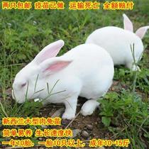 兔子活物公母一对活体宠物家兔活兔肉兔子苗家养巨型兔苗宠物兔子