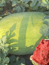 新红宝西瓜种苗特大早熟四季抗病绿超大甜懒汉西瓜子巨型西瓜种苗