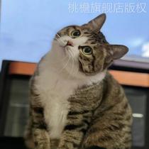 中华田园猫虎斑狸花猫纯种橘猫白猫纯黑玄猫奶牛猫网红三花猫活体
