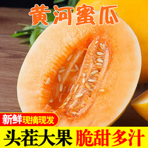 【严选品质】陕西黄河蜜瓜甜瓜现摘现发9斤新鲜时令水果整箱包邮