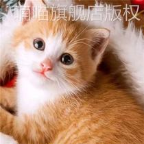 中华田园猫狸花猫青年猫捕鼠猫网红三花猫黑白奶牛猫活物橘猫便宜