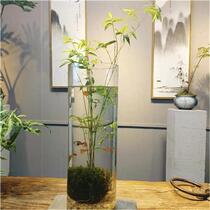观音竹苔藓盆栽水培生态鱼缸办公室桌面摆件可养鱼米竹盆景好养活
