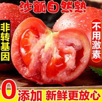 【普通快递】山东普罗旺斯西红柿新鲜蔬菜水果自然熟老品种沙瓤