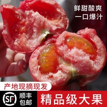 【京东/顺丰快递】山东普罗旺斯西红柿新鲜水果自然熟老品种沙瓤