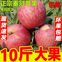 正宗秦冠苹果新鲜水果粉面沙甜10斤辅食刮泥丑苹果赛红富士整箱批