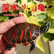 火焰龟活物纯种红腹火焰龟宠物观赏龟杂食龟鱼缸混养深水乌龟招财