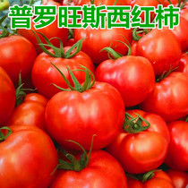 普罗旺斯西红柿新鲜自然熟蔬菜山东草莓柿子沙瓤生吃海阳水果番茄