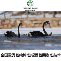 黑天鹅活苗成年一对观赏宠物动物活物纯种白天鹅活体赤麻鸭宠物