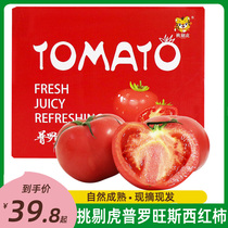 挑剔虎山东普罗旺斯西红柿4.5斤孕妇水果自然熟新鲜生吃沙瓤番茄