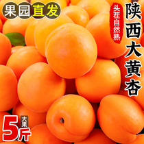 陕西大黄杏子新鲜水果5斤当季特大巨蜜金太阳杏酸甜杏子整箱包邮