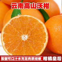 云南高原沃柑新鲜桔子新鲜橘子水果应季水果薄皮蜜桔现摘现发
