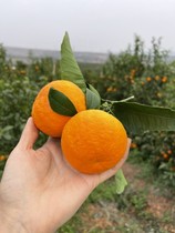 攀枝花水果高山晚熟沃甜新鲜水果橘子桔子当天采摘当季整箱沃柑