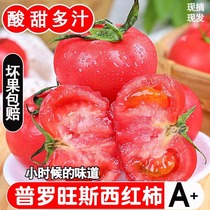 正宗普罗旺斯西红柿5斤自然熟沙瓤小番茄新鲜现摘蔬菜生吃水果3