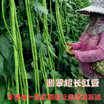 韩国高产翡翠豇豆长豆角扁豆芸豆四季春季可盆栽菜园蔬菜种子籽孑