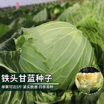 日本铁头甘蓝种籽包菜种子卷心菜大头菜籽圆白菜菜种子莲花白种孑