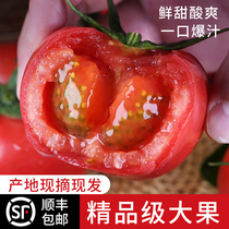【顺丰包邮】陕西泾阳普罗旺斯水果西红柿生吃沙瓤番茄洋柿子