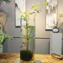 观音竹苔藓盆栽j水培生态鱼缸办公室桌面摆件可养鱼米竹盆景好养